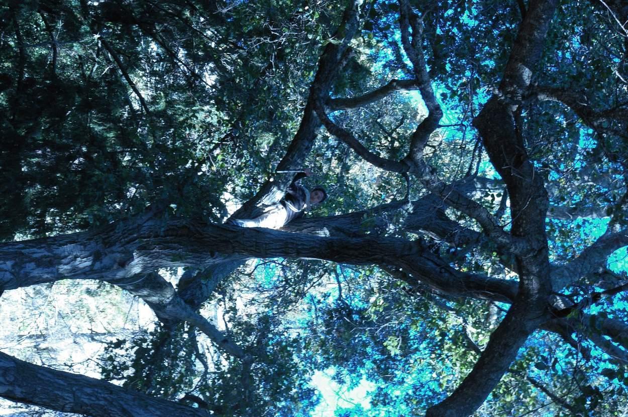 Protestors make their homes for the next few months in the trees